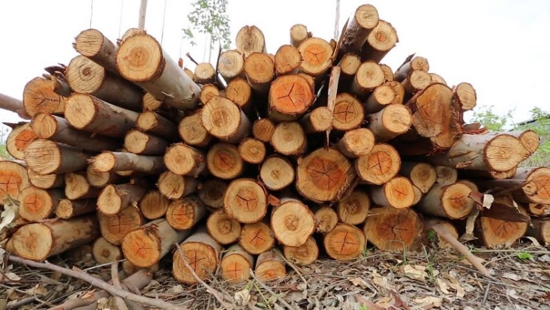 Pontalete Roliço para Escoramento na Vila Formosa - Tábuas de Pinus